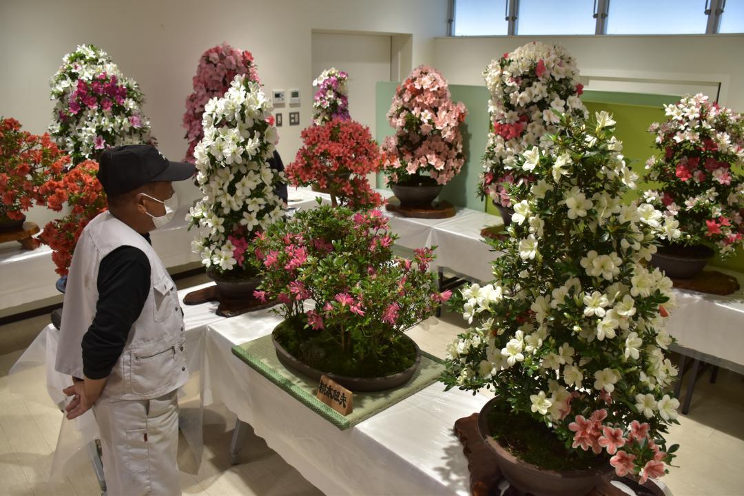 色鮮やかな花が楽しめる「さつき展」=常陸太田市下河合町
