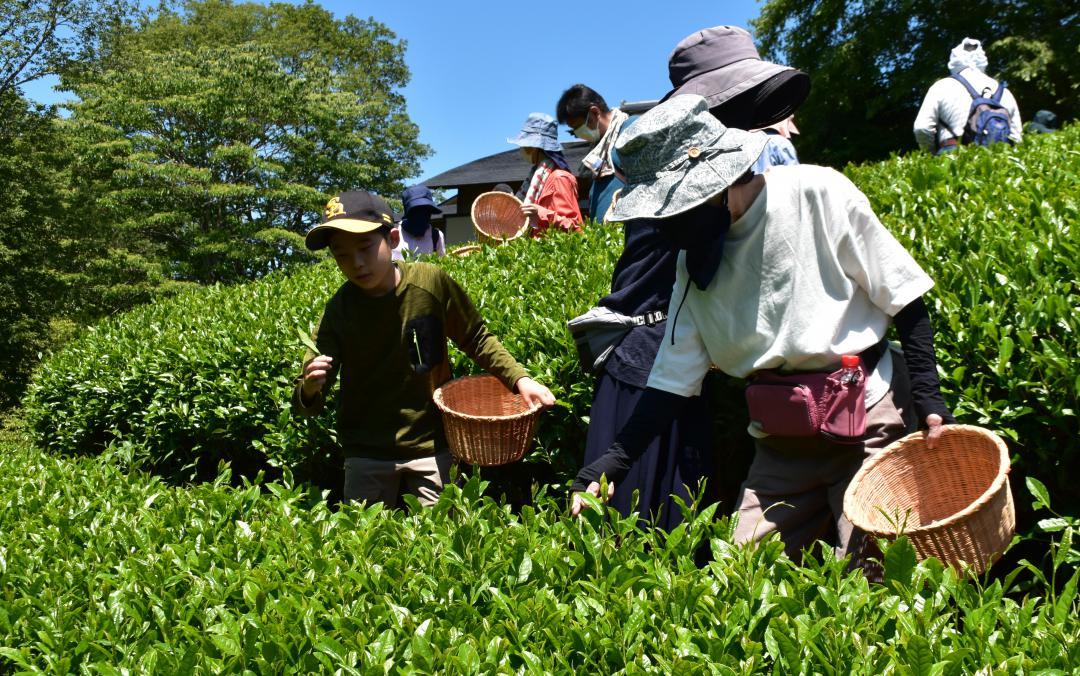 茶摘み体験を楽しむ参加者ら=大子町左貫の奥久慈茶の里公園
