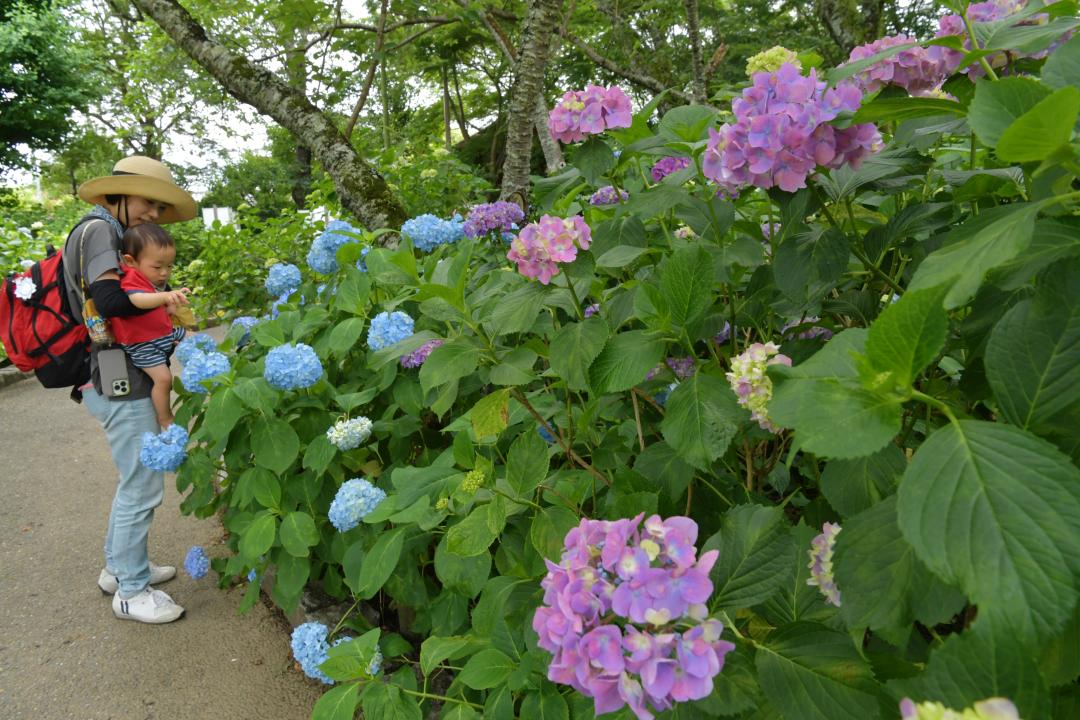 色とりどりに咲くあじさいを楽しむ来園者=水戸市松本町の保和苑