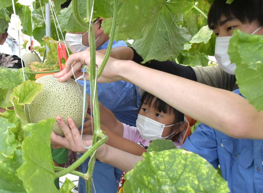 鉾田二高の生徒とメロンを収穫する鉾田幼稚園の園児=鉾田市徳宿
