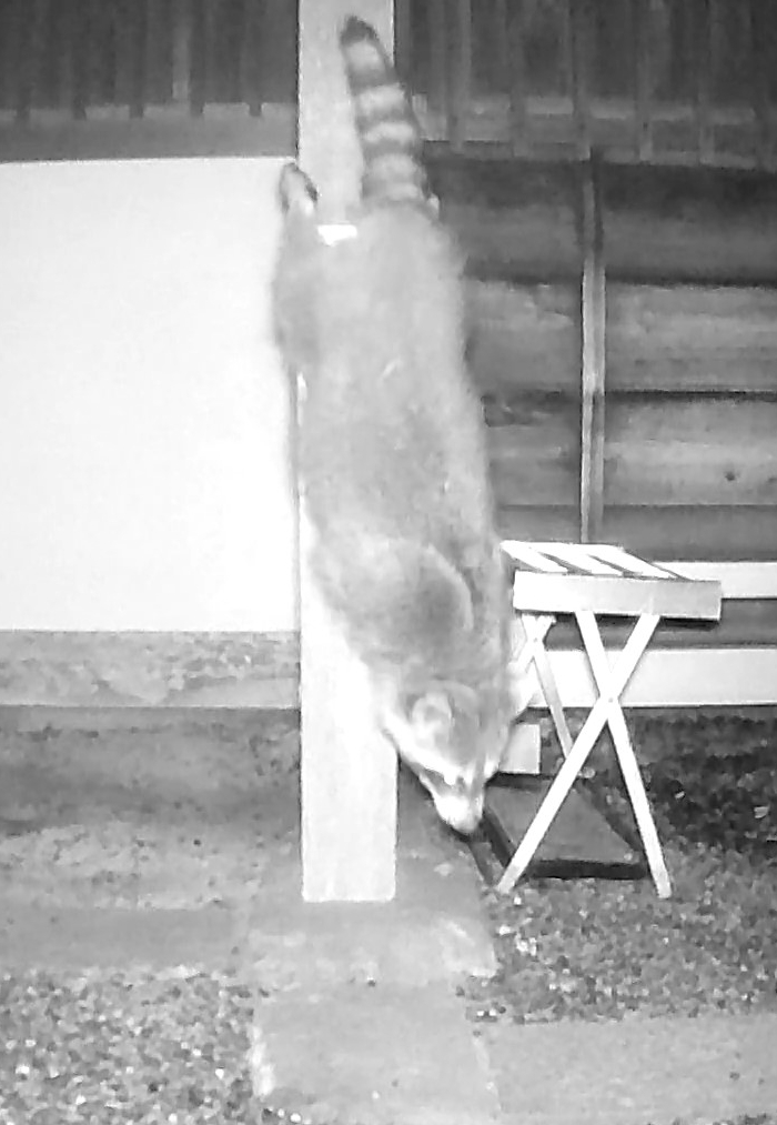 暗視カメラに写った、柱を駆け下りるアライグマとみられる動物(県提供)
