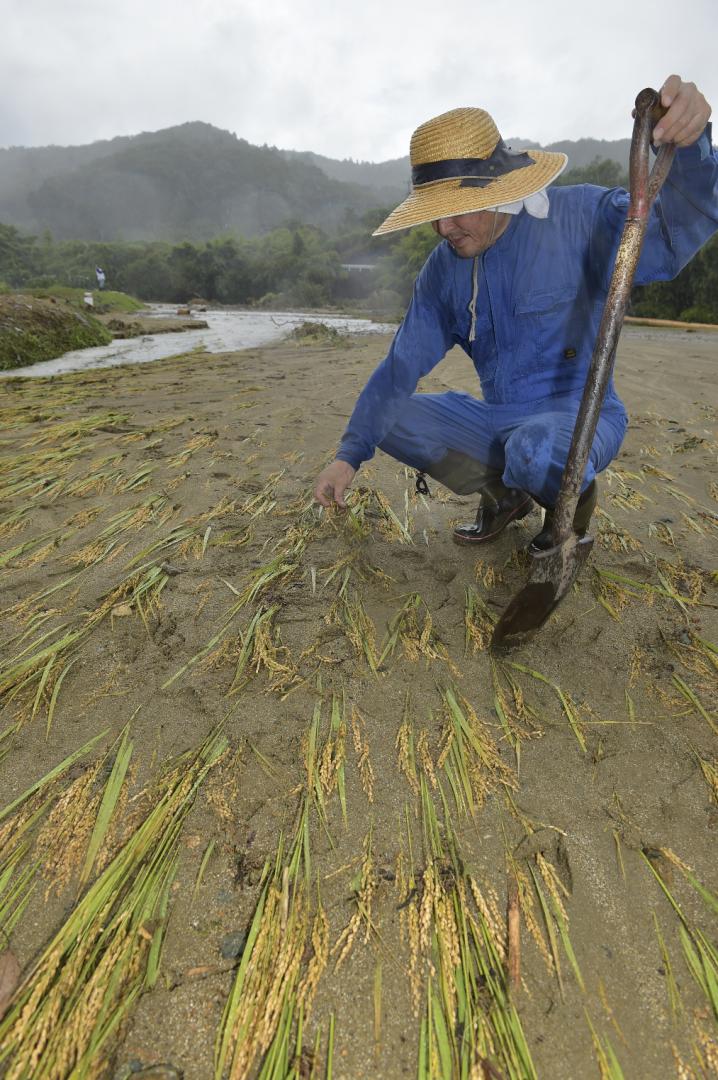 東連津川が氾濫、泥流にのみ込まれた収穫直後の稲を見つめるコメの生産者=9日午後0時40分、日立市小木津町