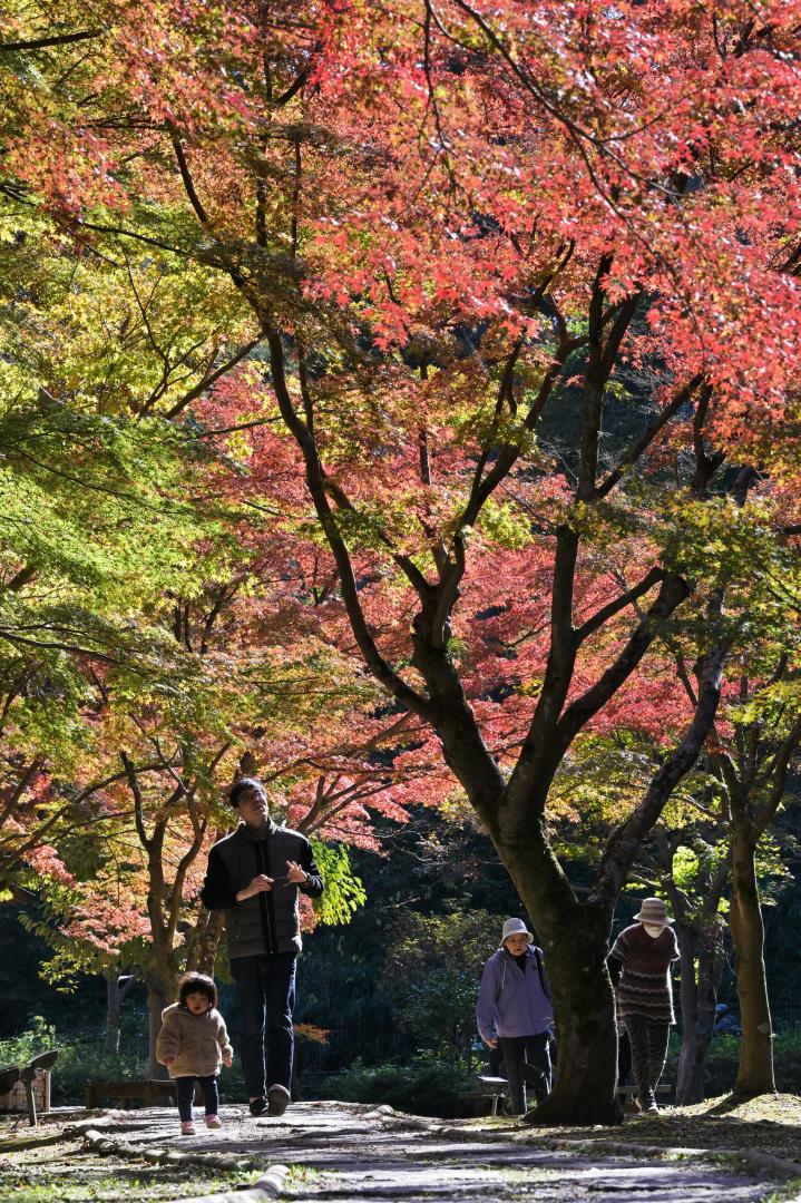 もみじ谷の木々の葉が色づく中、散策する市民ら＝21日午前、水戸市見川