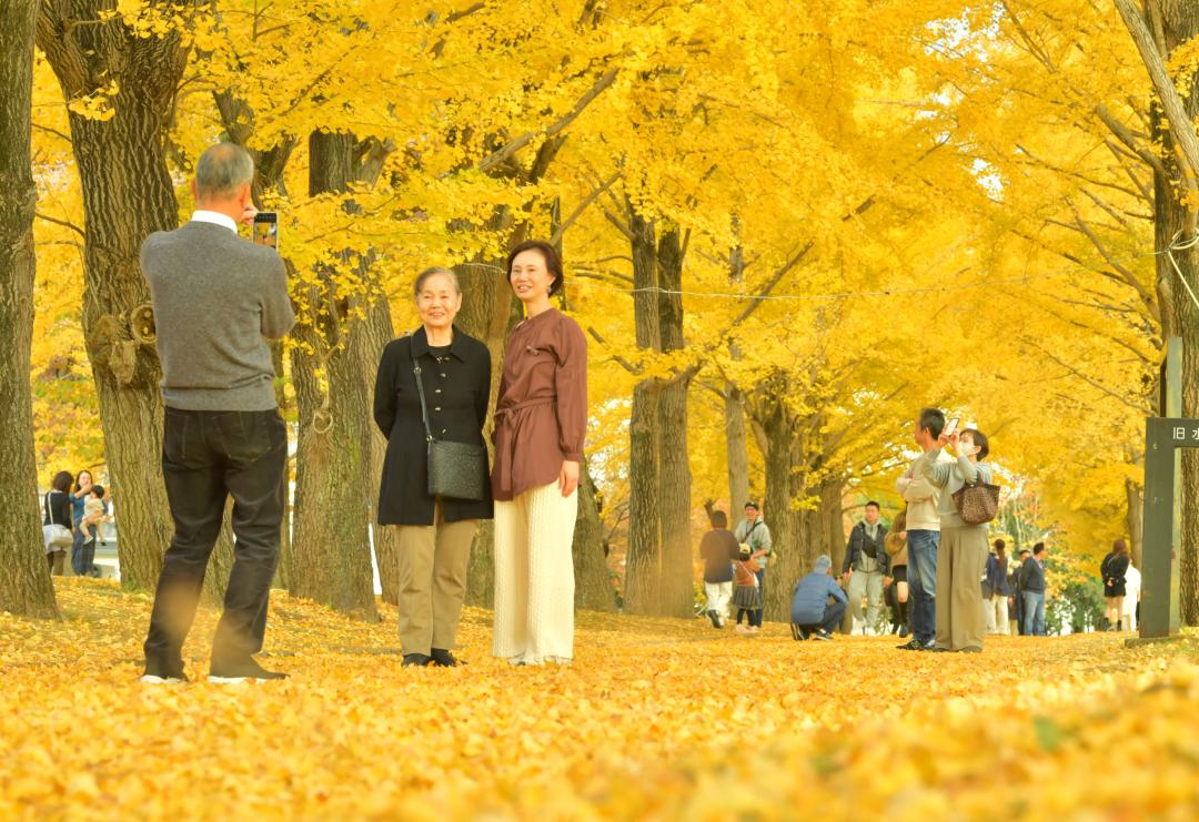 イチョウ並木が黄金色に染まり、多くの人が散策を楽しむ=23日午後、水戸市緑町の県立歴史館