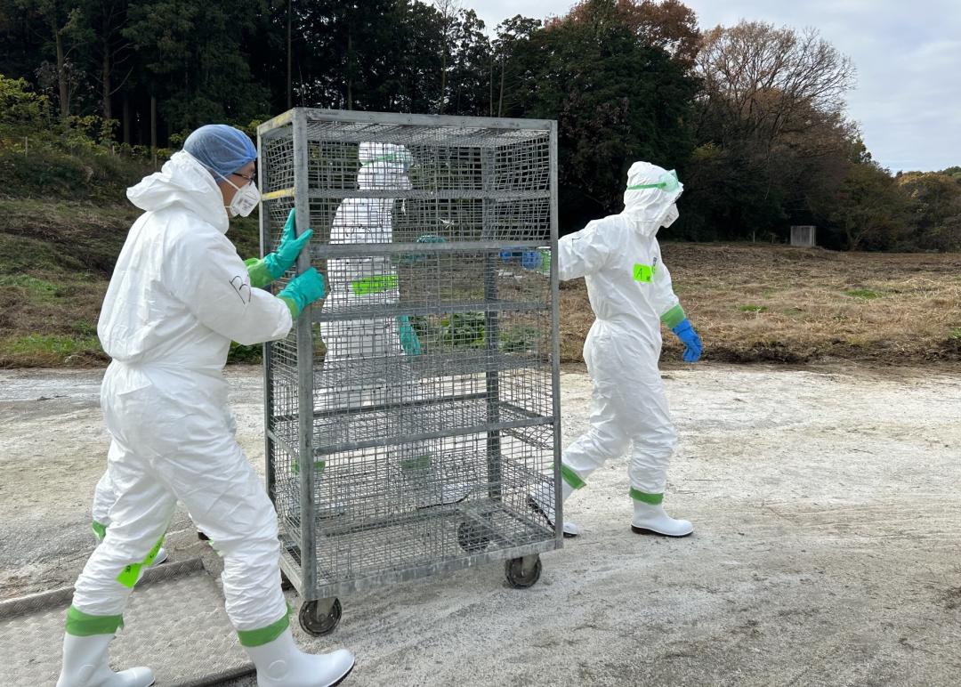 鳥インフルエンザが発生した養鶏場で殺処分の準備をする職員たち=27日午前10時ごろ、笠間市内(県提供)