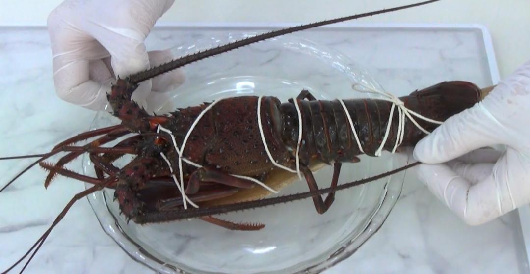 伊勢エビをへらにくくり付けひもで縛って真っすぐにする