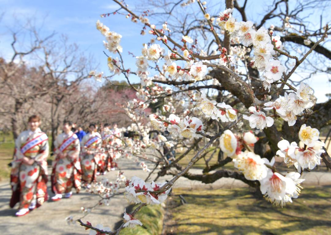 水戸の梅まつりが開幕し、偕楽園では多くの花を付けた梅も見られた=10日、水戸市常磐町