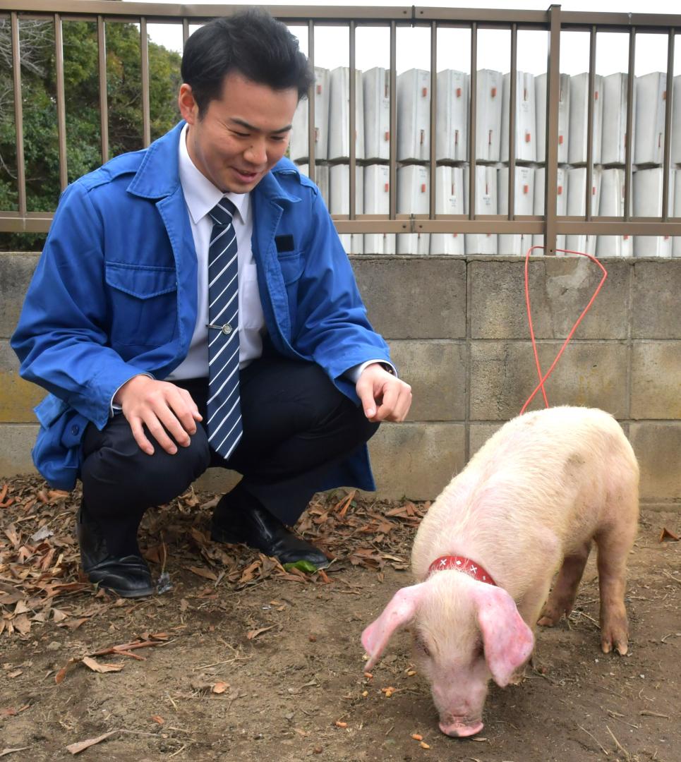 行方署で保管している豚=行方市麻生