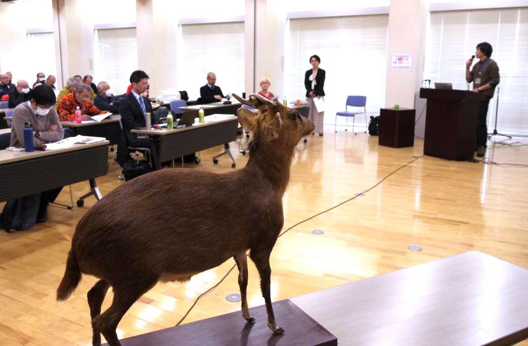 キョンの剥製を前に生態を学んだ講演会=1月16日、土浦市沖宿町
