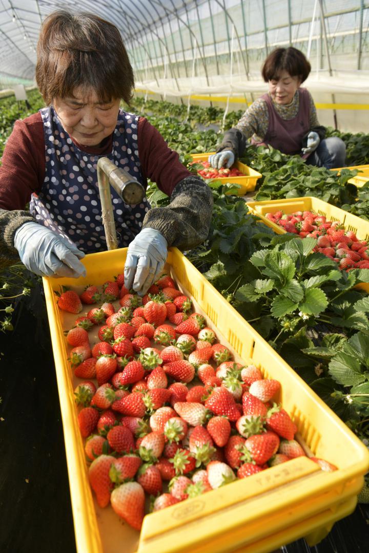 手際よくイチゴを収穫する従業員=小美玉市下吉影
