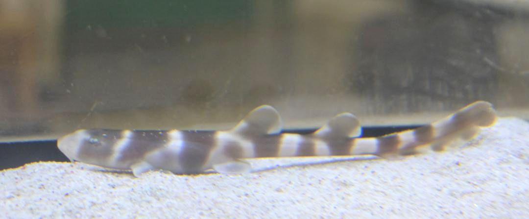 アクアワールド県大洗水族館が国内で初めて繁殖に成功したシマザメの幼魚=大洗町磯浜町

