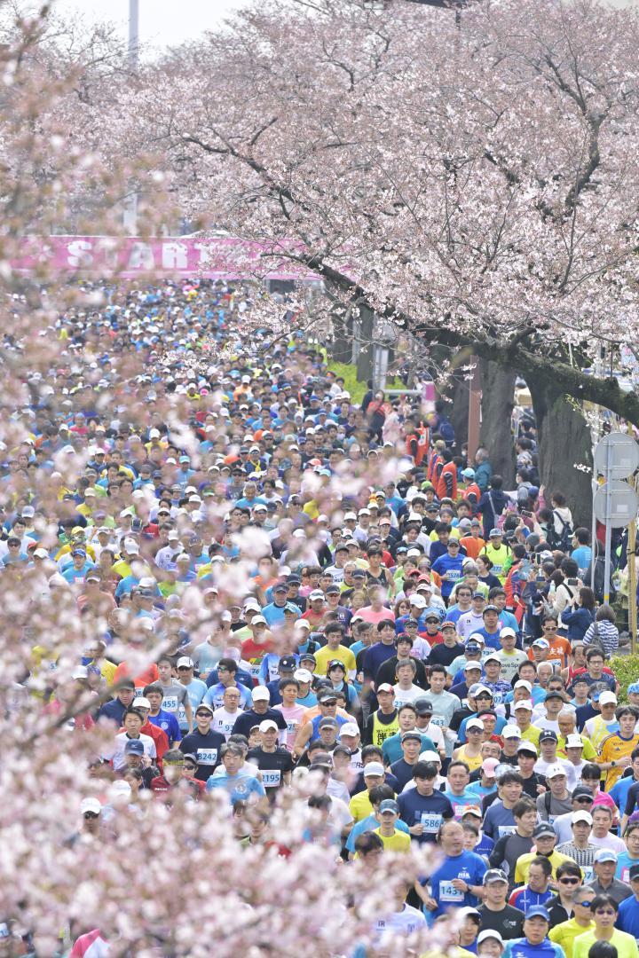 日立さくらロードレースで、開花が進む桜の下を走るランナー=7日、日立市の平和通り
