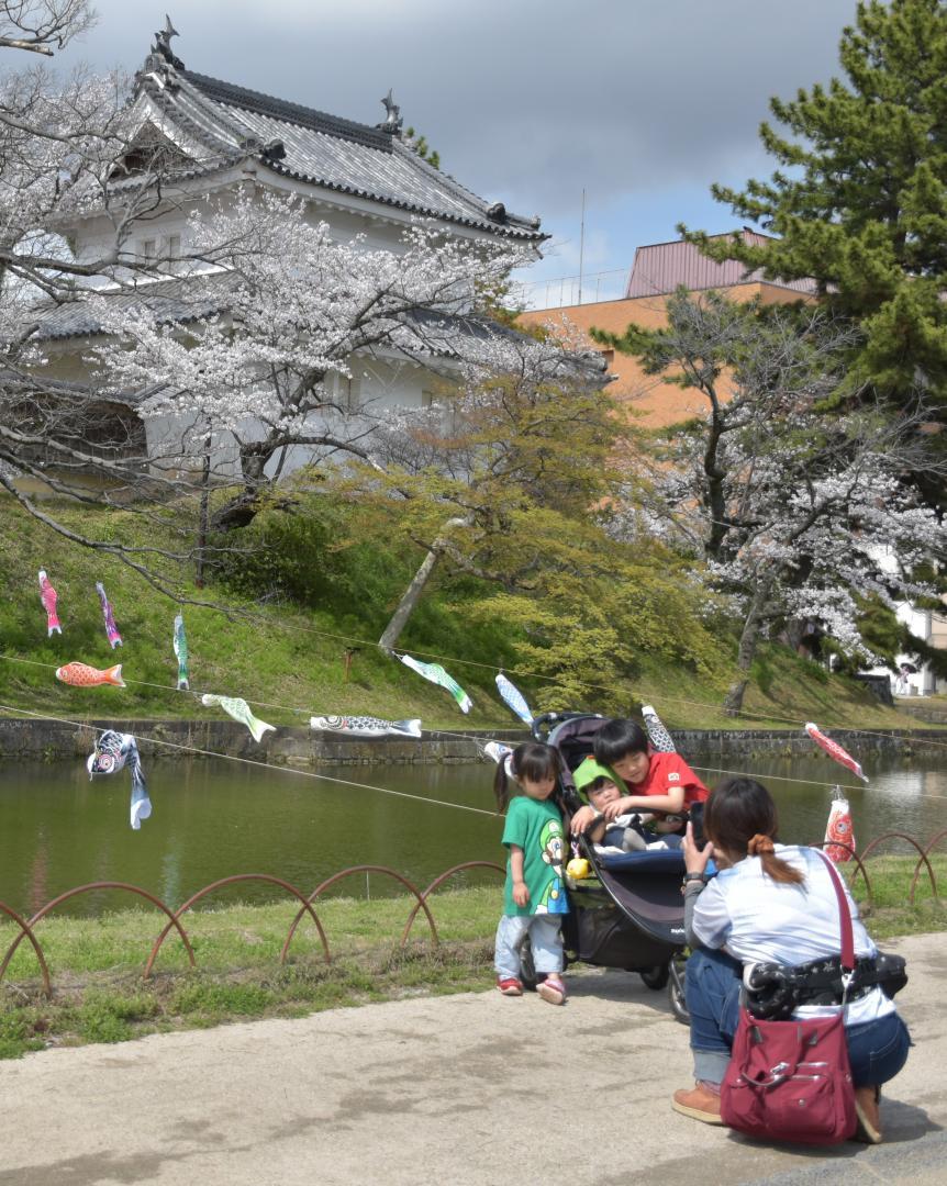 亀城公園の堀にこいのぼりが飾られた=土浦市中央
