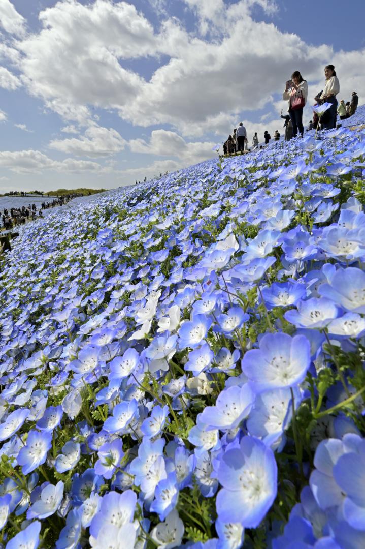 見頃を迎えた国営ひたち海浜公園のネモフィラ=19日午後、ひたちなか市馬渡