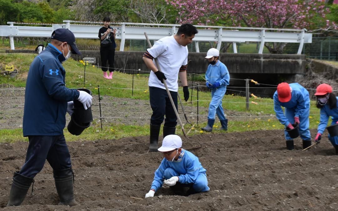 シェフと一緒に紅菊芋を植える児童ら=大子町左貫
