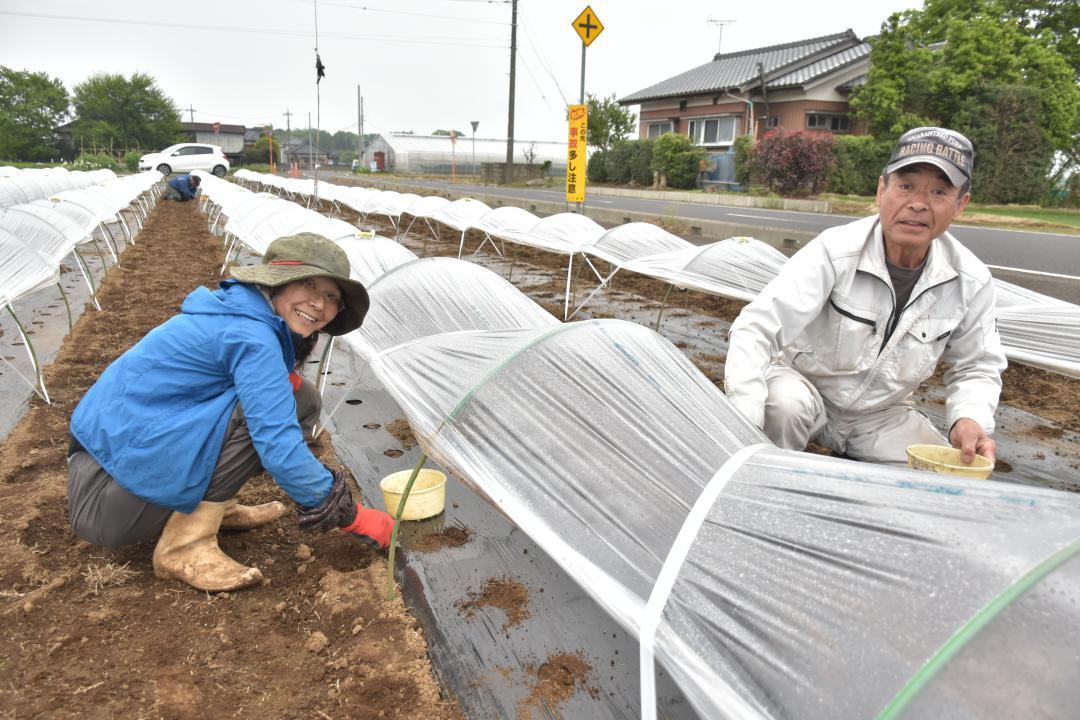 トウモロコシの種をまく農家の海老沢秀雄さん(右)とサポーターの鎌田美由紀さん=つくば市大砂

