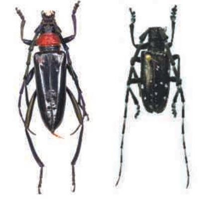 特定外来生物の「クビアカツヤカミキリ」と「ツヤハダゴマダラカミキリ」(左から)