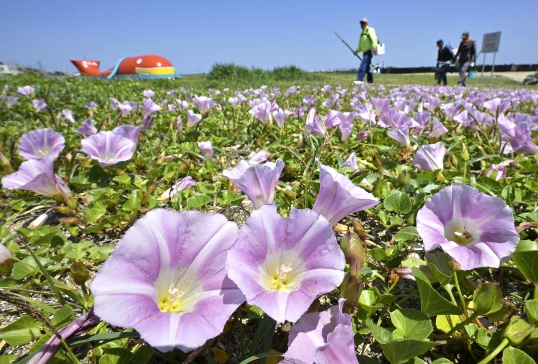海岸を彩るハマヒルガオの花=10日午後、ひたちなか市平磯町
