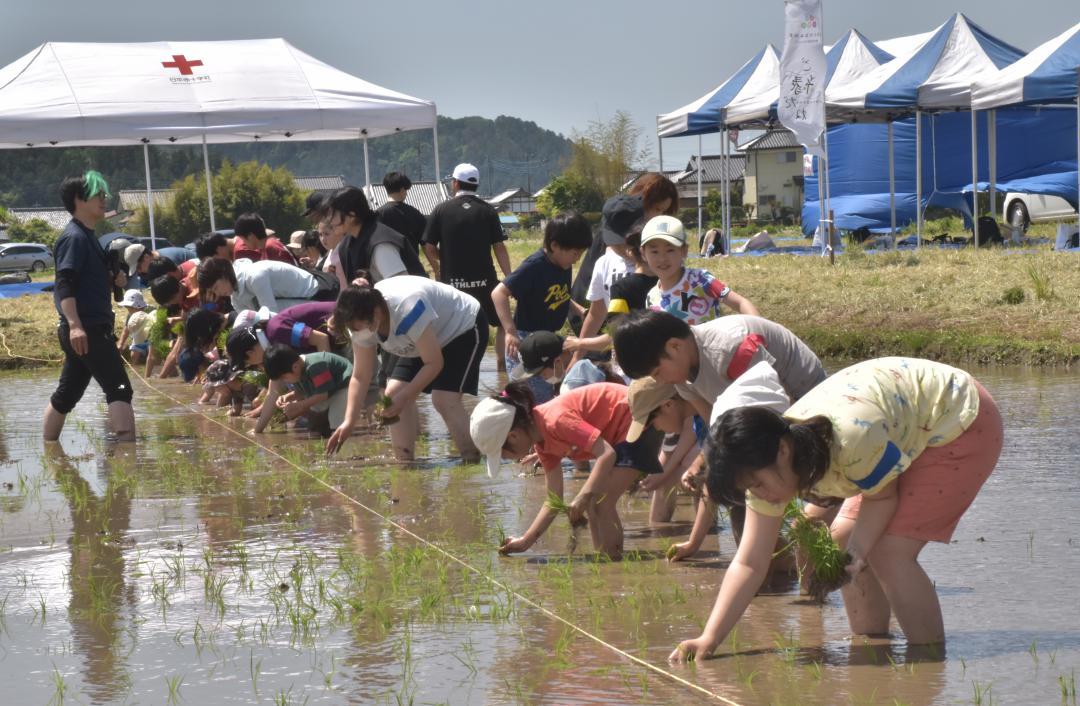 泥に足を取られながら田植えを行う参加者たち=常陸太田市芦間町
