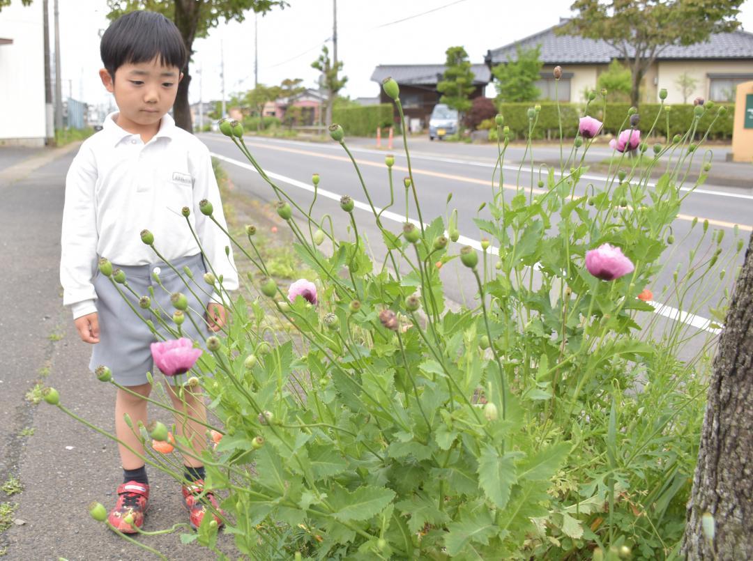 【茨城新聞】5歳児、違法ケシ発見　茨城・東海　草花好き、瞬時に判別