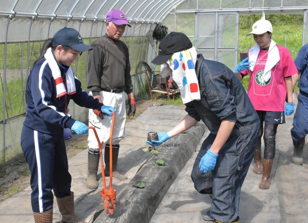 食用ホオズキの生産農家(左から2人目)の指導を受けながら、苗を植える大学生たち=高萩市大能
