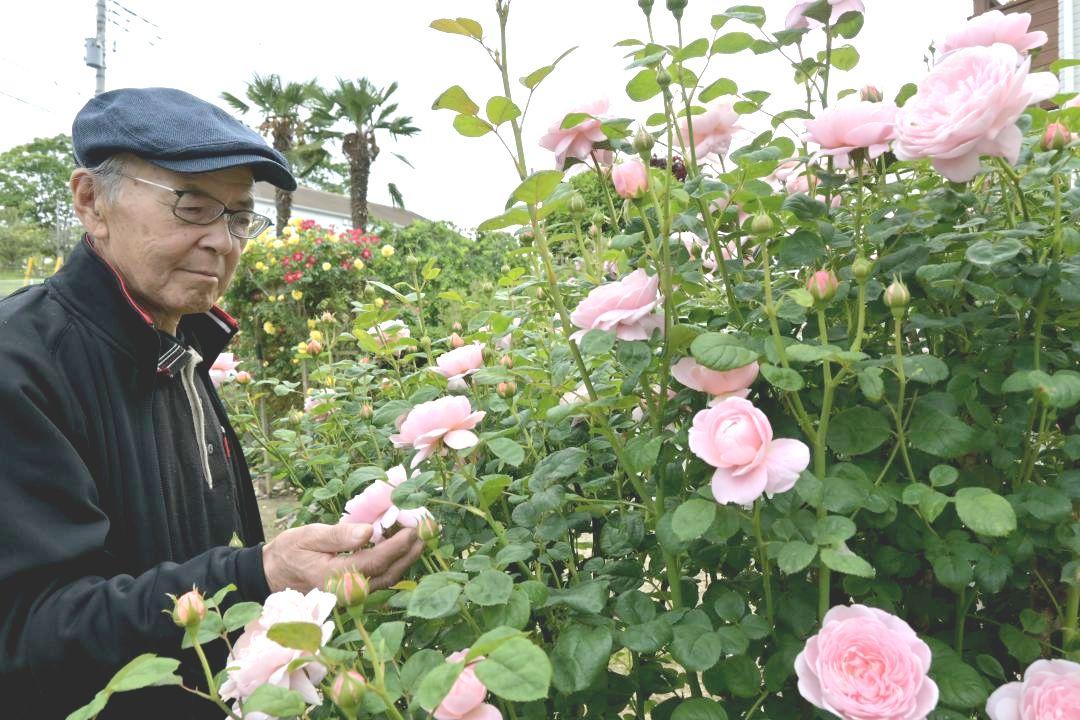 見頃を迎えたバラと艫神社の中村昭良宮司=日立市十王町友部東
