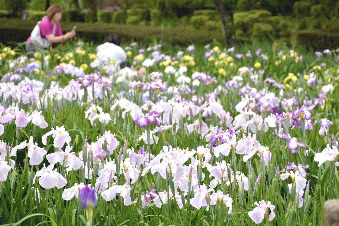 見頃を迎えた四季の里公園のハナショウブ=守谷市緑
