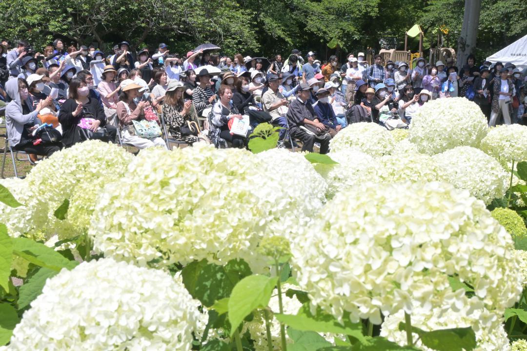 アジサイが咲き誇る保和苑で音楽に合わせて手拍子を送る人たち=水戸市松本町
