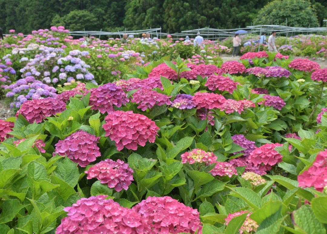 土作りを工夫し鮮やかな色を出した株も=北茨城市華川町小豆畑
