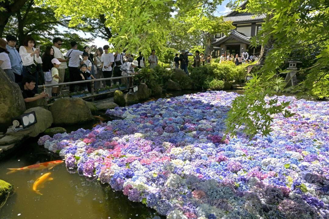 境内の池に浮かぶアジサイの花=29日午後、桜川市本木の雨引山楽法寺