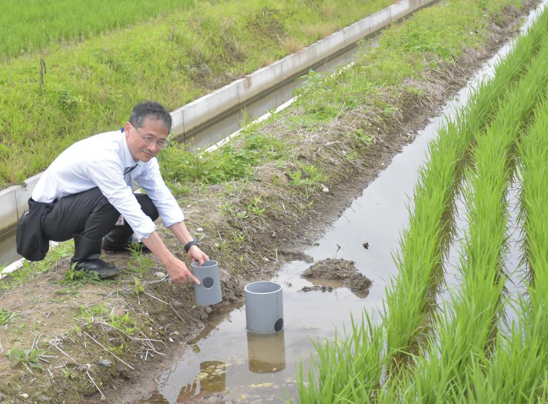 田んぼダムの取り組みとして豪雨時の排水量を調整する管が設置された水田=常総市三坂町
