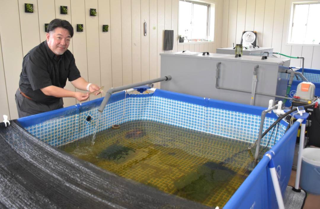 シロアシエビの陸上養殖について説明するエムテックの松木徹社長=ひたちなか市津田東
