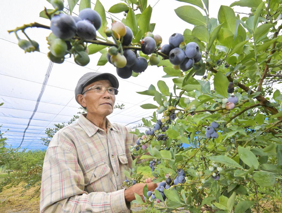 実ったブルーベリーの出来栄えを確認する鈴木太美雄さん=つくば市野畑
