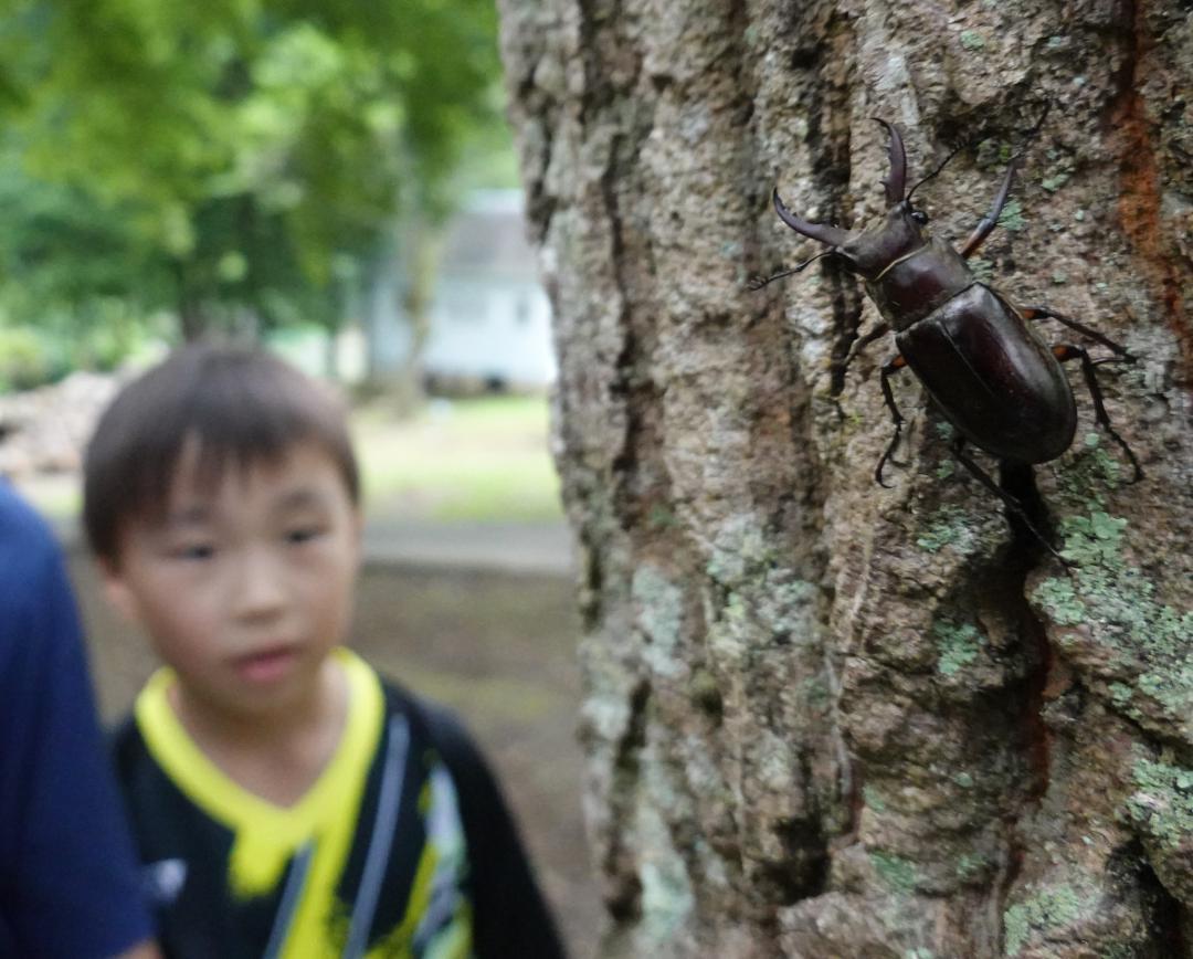 ふれあいの里のクヌギ林で捕れたミヤマクワガタ=城里町上入野
