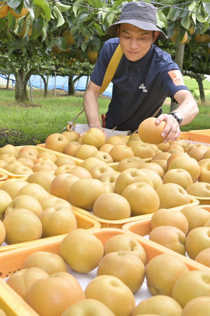 収穫したナシをコンテナに移す市村雅晴さん=筑西市舟生
