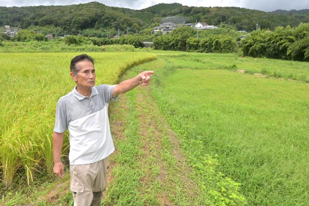 水害の影響でコメの作付けが困難な水田を前に、当時の状況を話す大串和好さん=日立市小木津町
