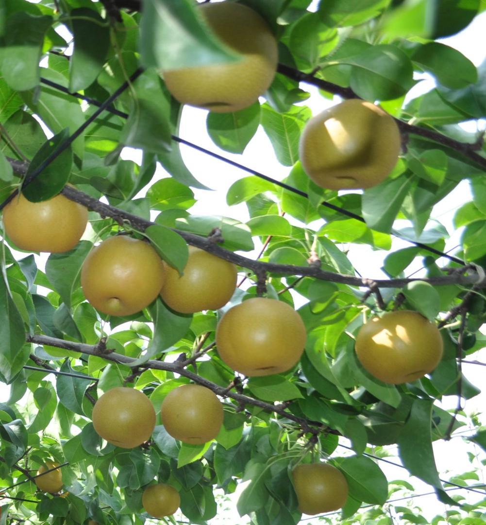 収穫前の梨(資料写真)