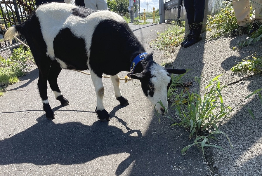 ヤギによる歩道の除草作業=阿見町内(県提供)
