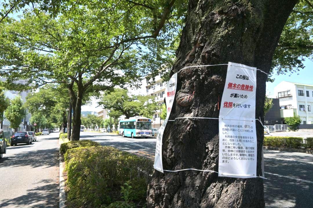 世代交代の時期を迎え、植え替えが進むソメイヨシノ=日立市の平和通り
