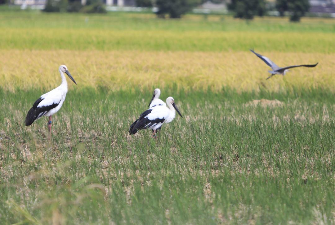 田んぼに飛来したコウノトリ=9月、水戸市常澄地区(萩谷茂さん提供)
