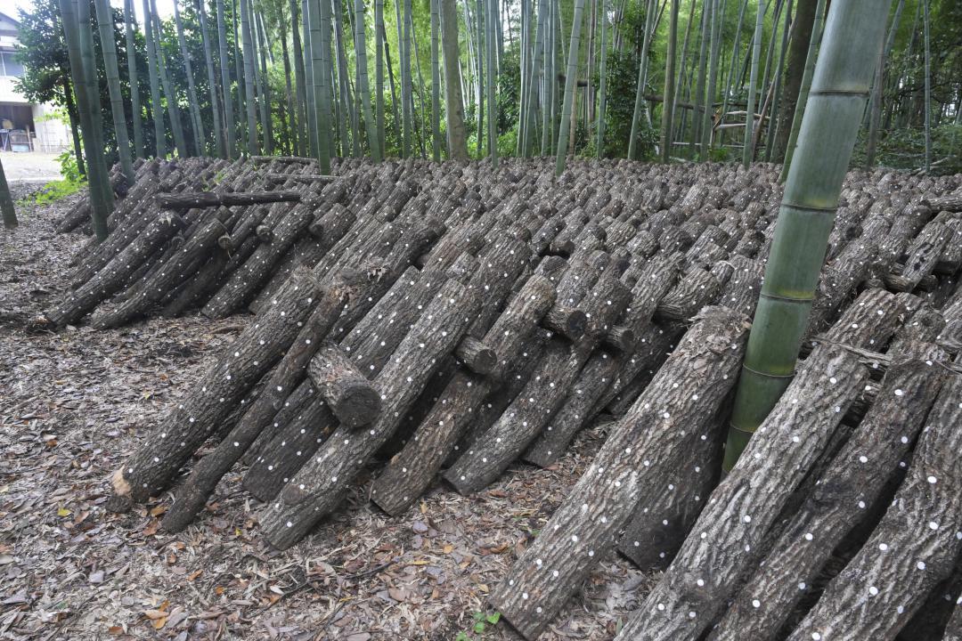 【写真説明】来夏の収穫期に向け、ずらりと並ぶほだ木
