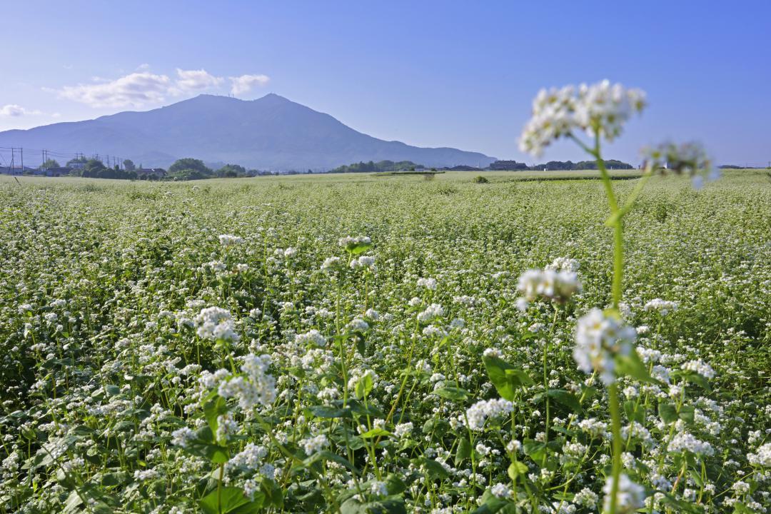 畑一面を白く染めるソバの花=桜川市真壁町亀熊