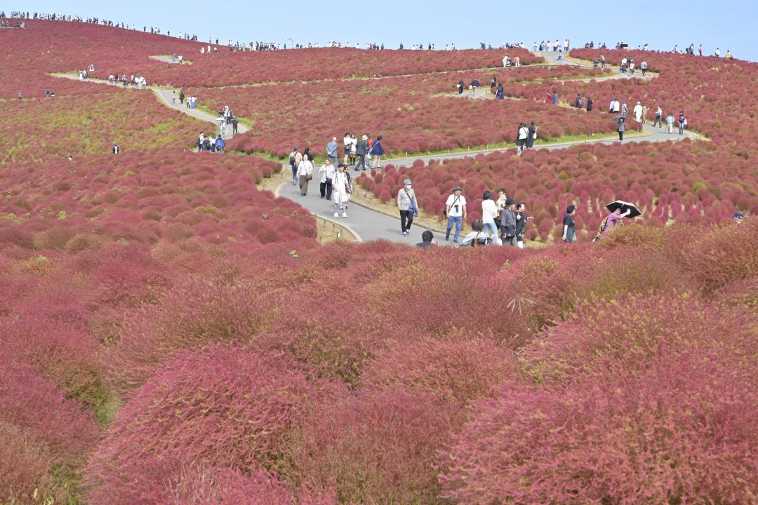 紅葉したコキアが丘一面を赤く染める=ひたちなか市馬渡
