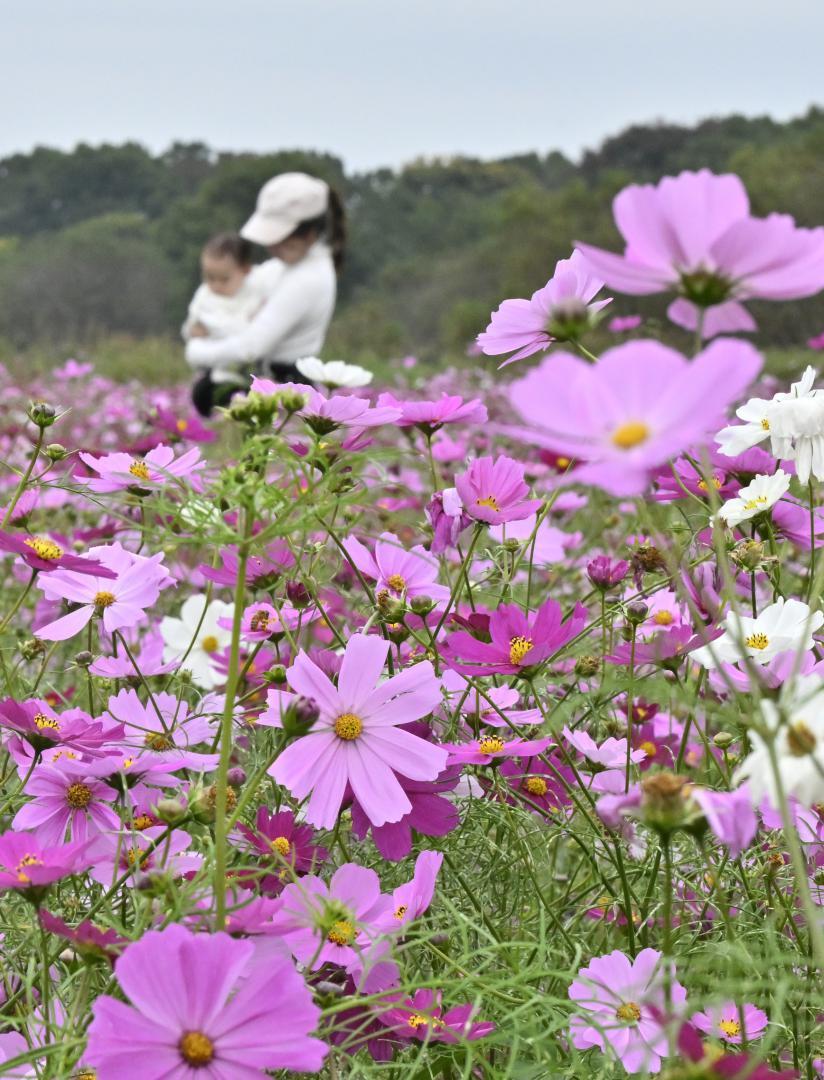 一面をピンクに染めるコスモス=下妻市堀篭
