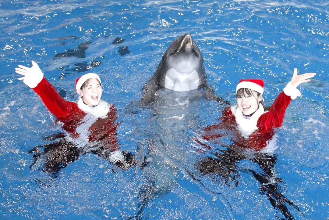 クリスマス期間限定オーシャンライブのイメージ(アクアワールド県大洗水族館提供)
