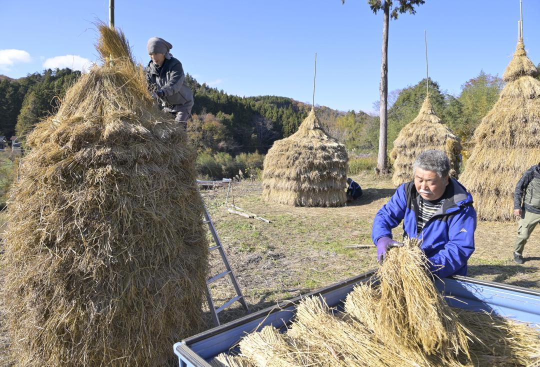 わらを積み上げて最後のわらぼっちを完成させる、外大野しだれ桜生瀬会のメンバーら=大子町外大野
