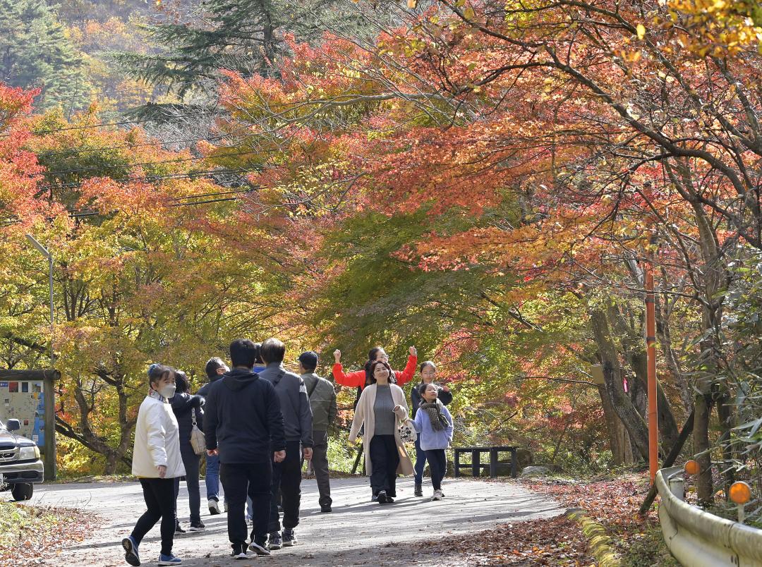 花貫川沿いの山道で紅葉を楽しむ観光客=高萩市中戸川