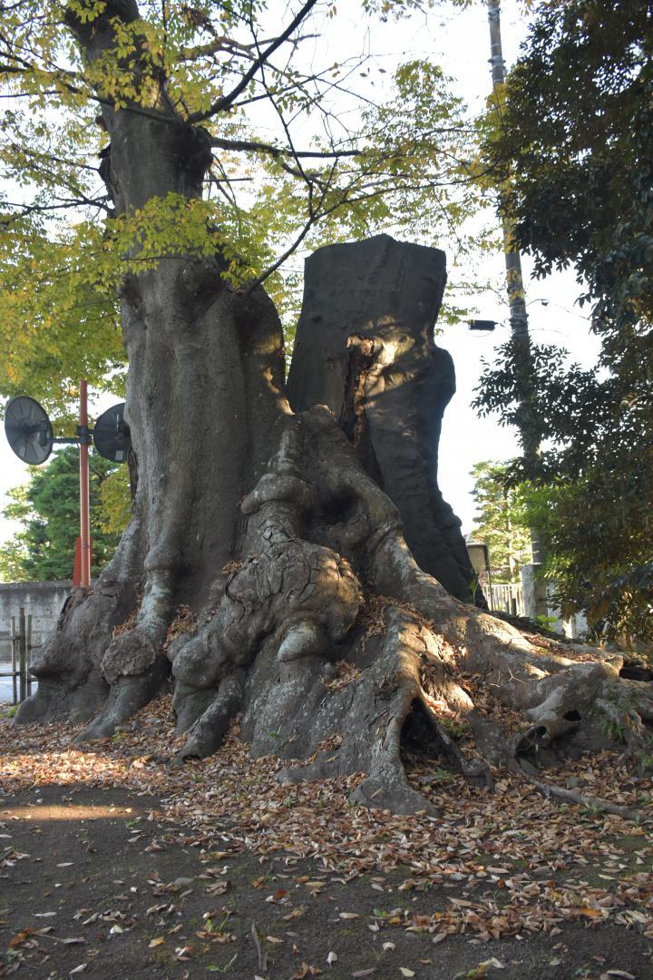 樹齢が約800年となる夫婦けやき
