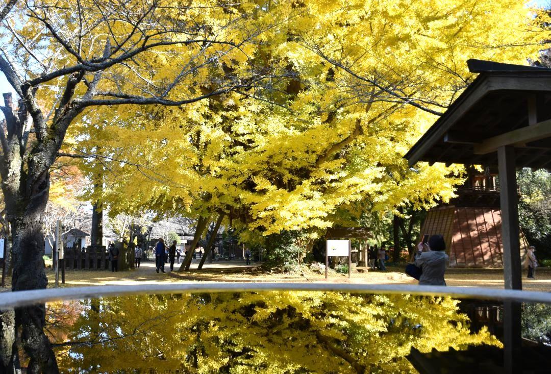 見頃を迎えている西蓮寺の大イチョウ=行方市西蓮寺
