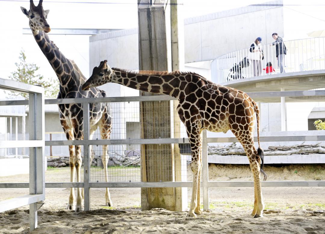 一般公開されたキリン2頭=行方市玉造甲
